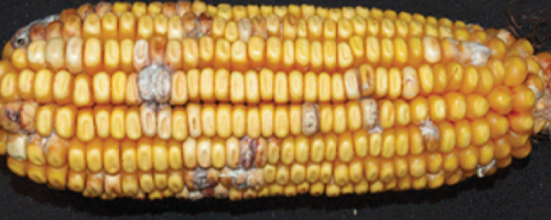 Figure 2: Fusarium Ear Rot