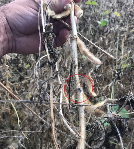 Figure 1: Soybeans with White Mold