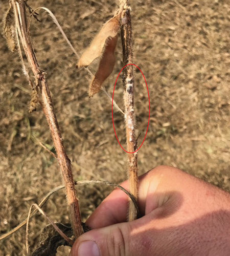 Figure 2: Tawny Colored Soybeans