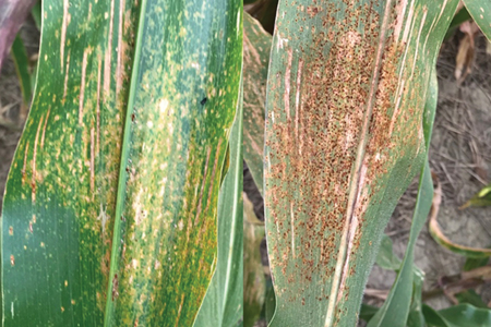 Figure 2: Southern rust (left: back of the leaf; right: top of the leaf)