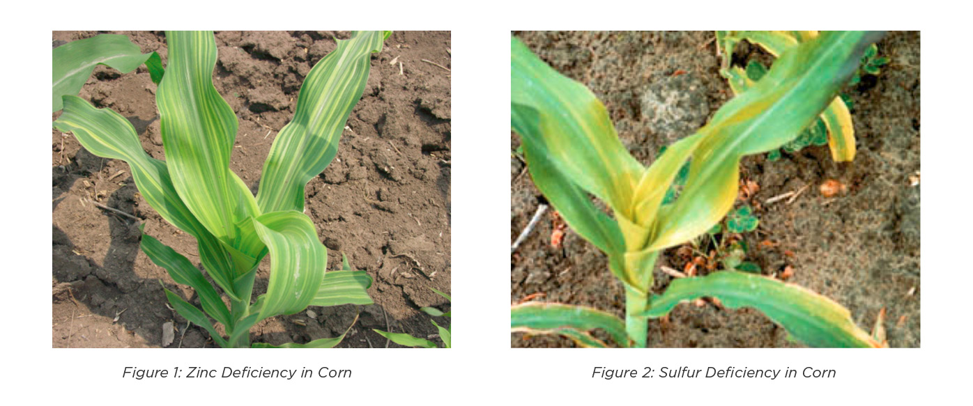 Zinc and Sulfur Deficiencies in Corn Plants