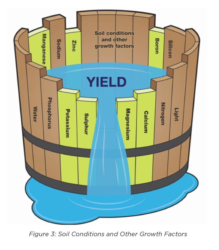 Soil Conditions and Other Growth Factors