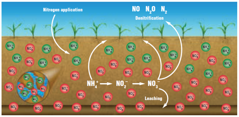 Nitrogen Cycle